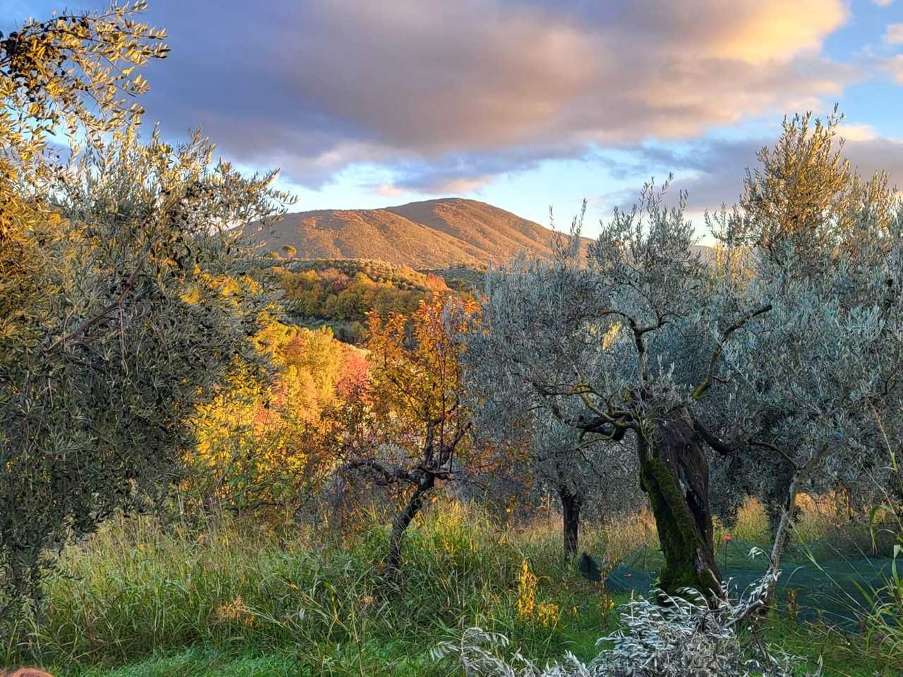 Abenddämmerung über italienischen Olivenhainen: Die spirituelle Verbindung von Natur und Gesundheit, wo die Gedanken ihre Macht entfalten.
